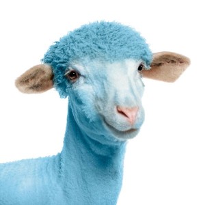Wool BlueHair